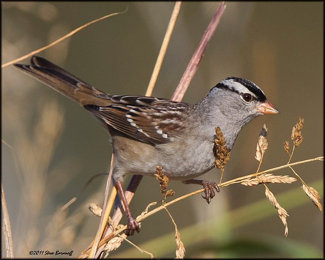 _1SB8167 white-crowned sparrow.jpg